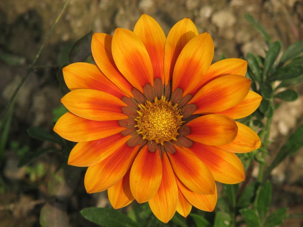 Photograph by SURAJIT SARKAR