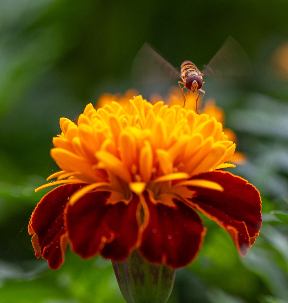 Фотография автора Петр Косачев