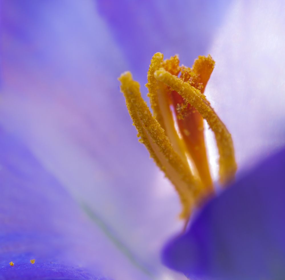 Photograph by Luca Menotti