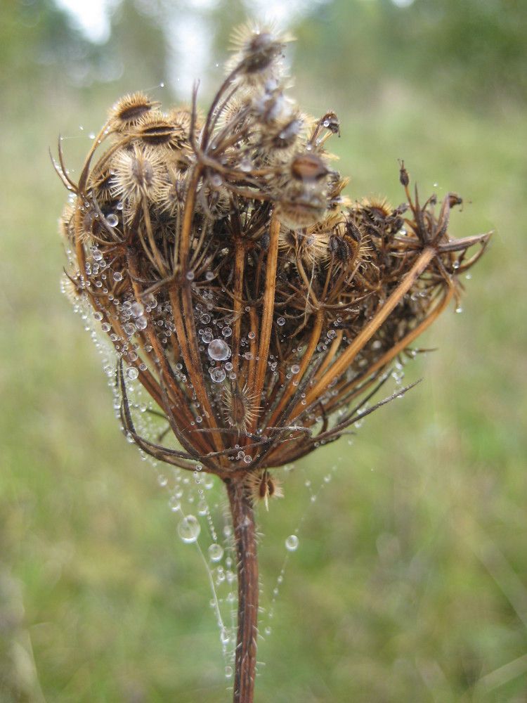 Photograph by Людмила Баглей