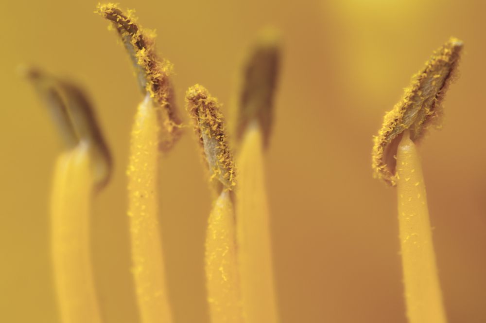 Photograph by Luca Menotti