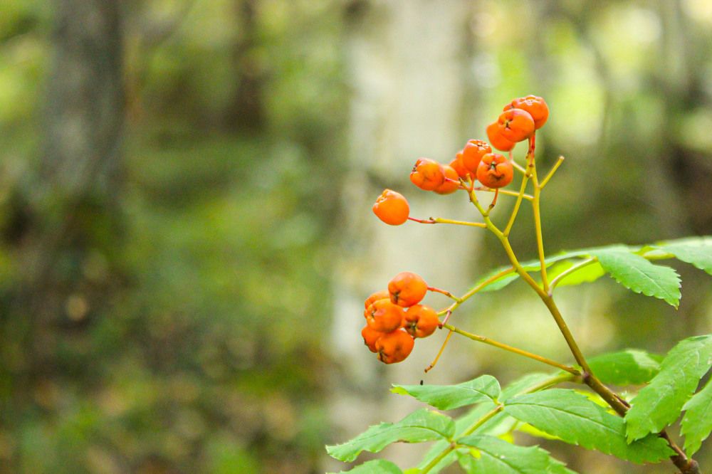 Photograph by Оксана Подъельская