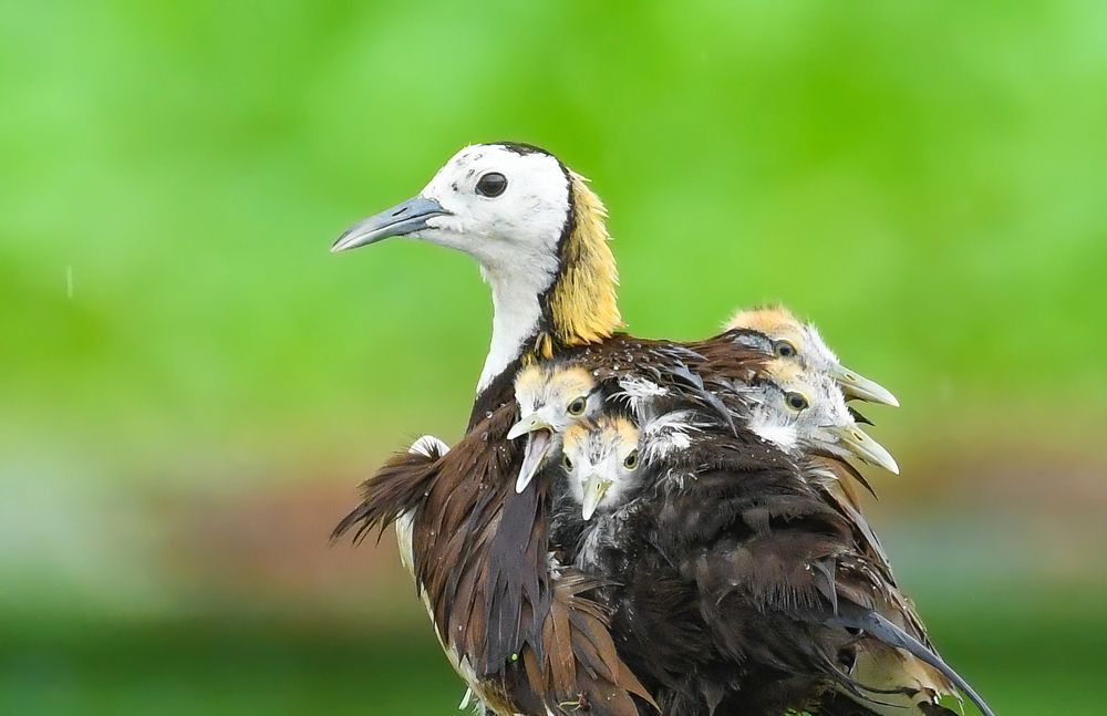 Pheasant-tailed jacana caring four chick on it's back