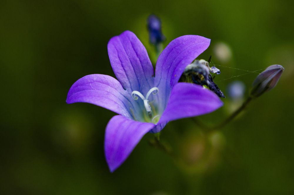 Photograph by Алексей Борисов