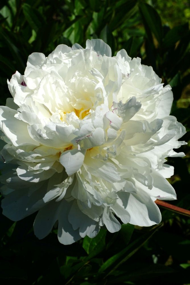 Photograph by Гюзель Даугуль