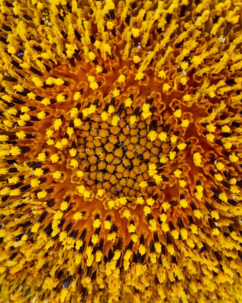 Photograph by Souvik Bhattacharyya