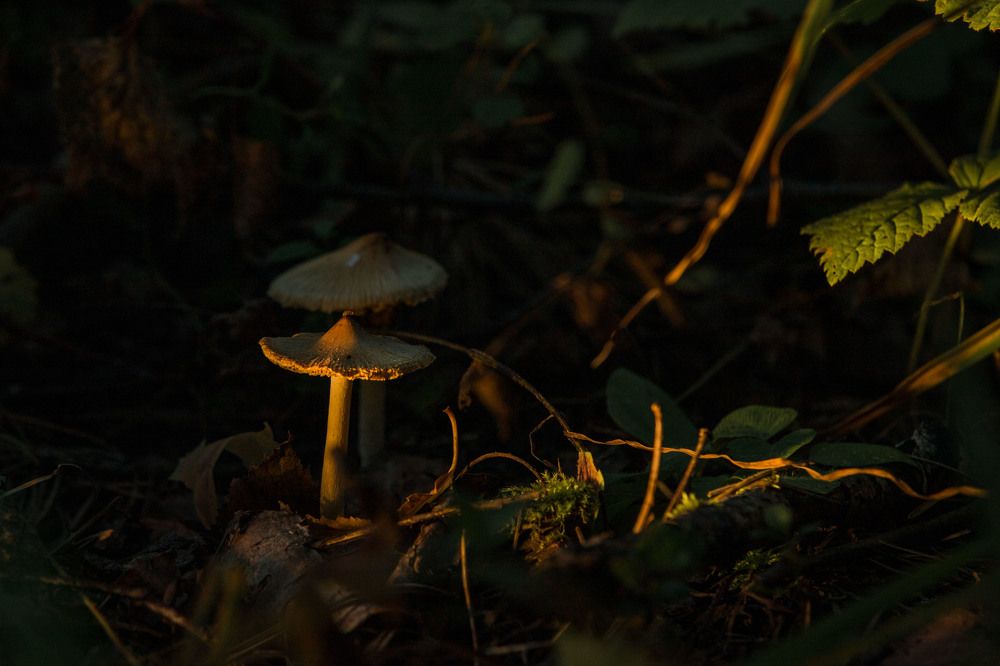 Photograph by ИРЕНА Цурпал