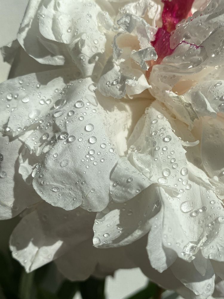 Photograph by Кристина Луканова