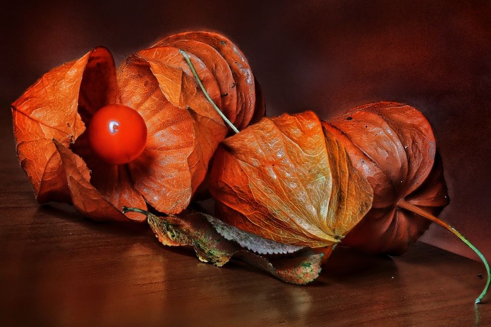 Натюрморт с фезалисом