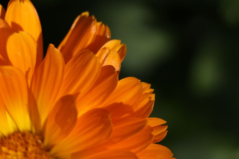 Photograph by Елена Федорова