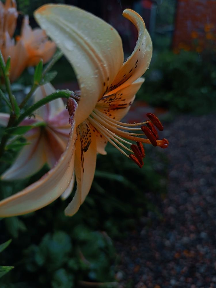 Фотография автора OXANA MARSOVA