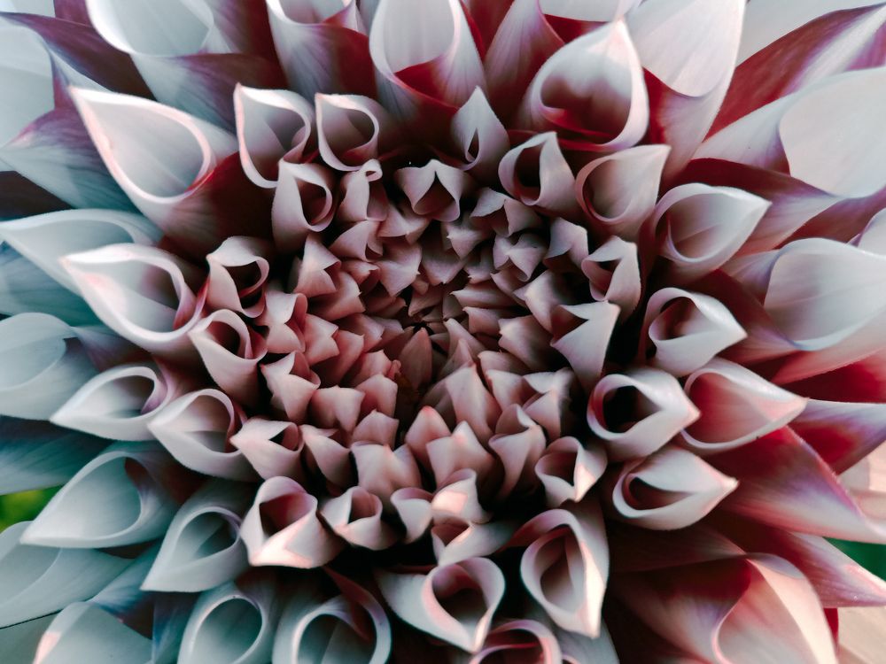 Photograph by Souvik Bhattacharyya