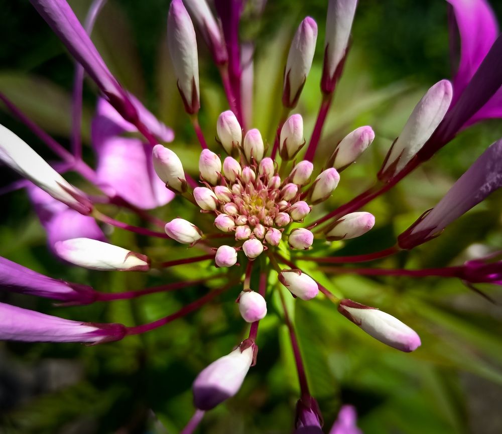 Photograph by Souvik Bhattacharyya