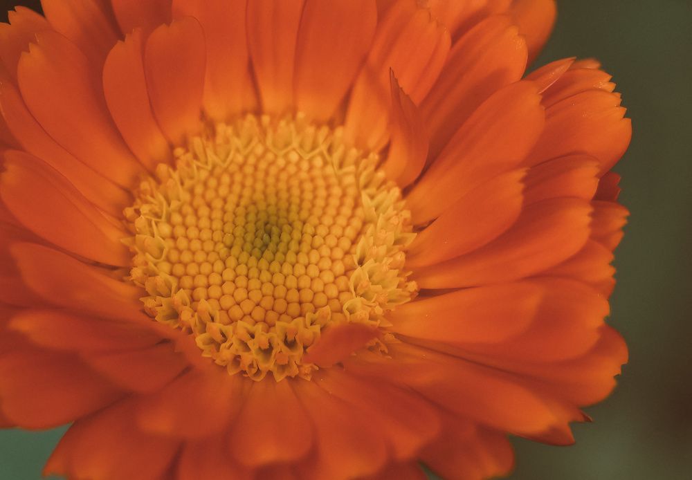 Photograph by Елена Федорова