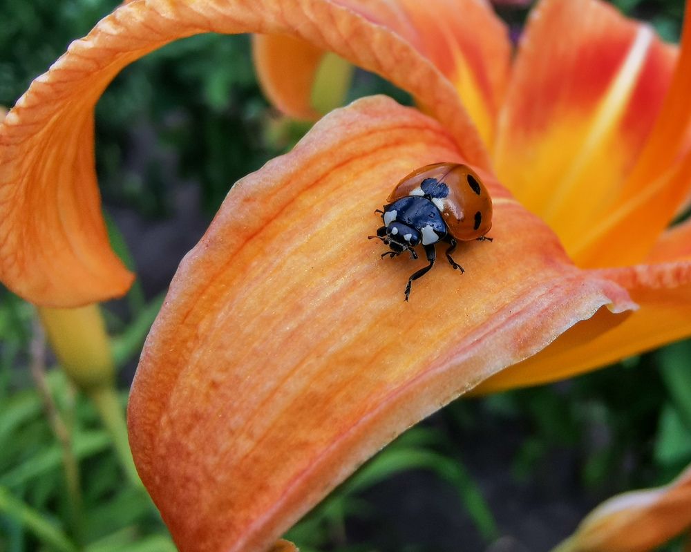 Фотография автора Дмитрий
