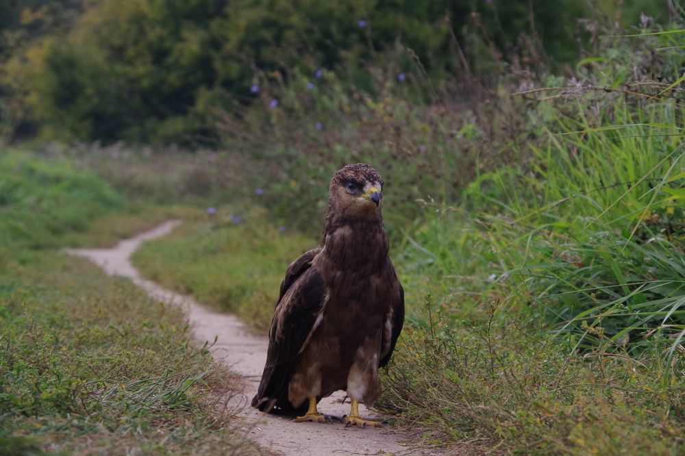 Photograph by Алексей Бородинов