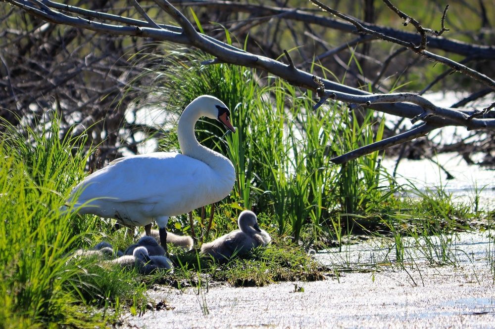 Photograph by Николай Стрельников
