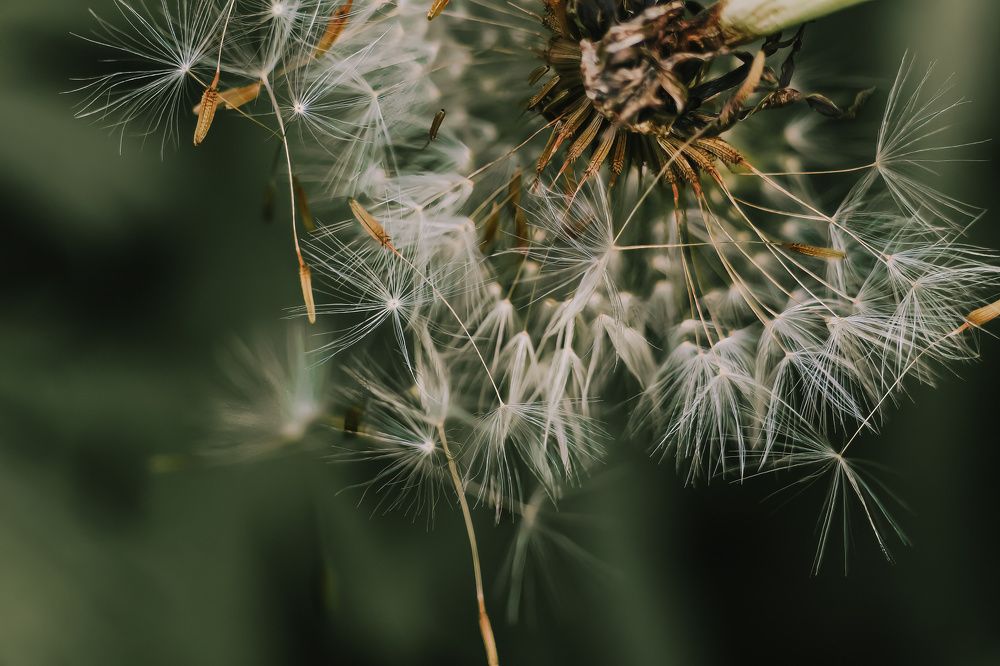 Photograph by Елена Федорова