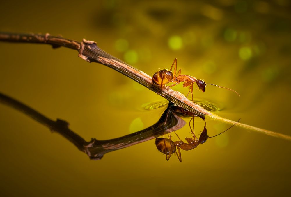 Photograph by Boris Bekelman