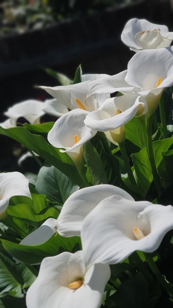 Фотография автора Angun Angusha