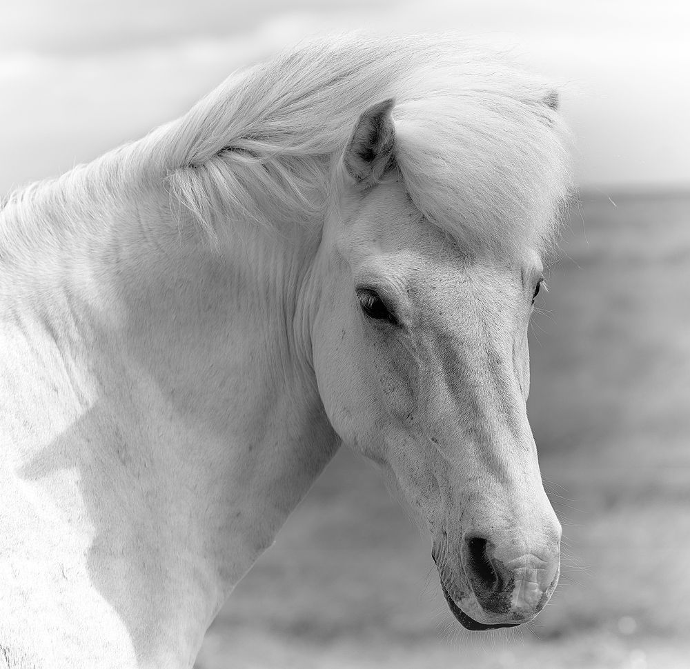 Photograph by Boris Bekelman