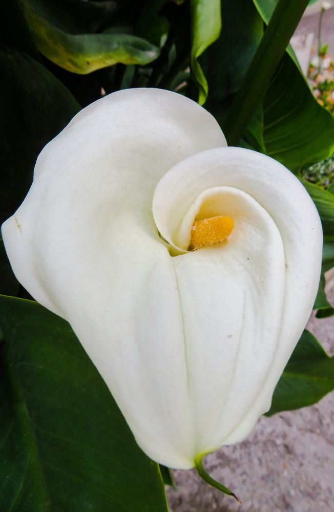 Photograph by Susmita Paul