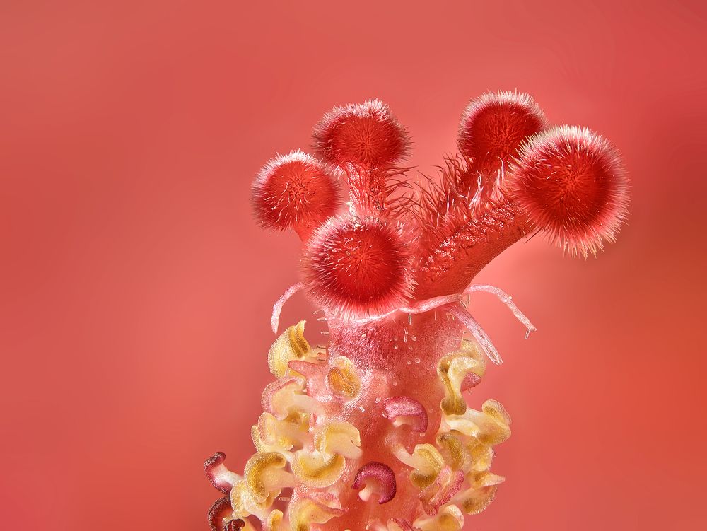 Photograph by Boris Bekelman