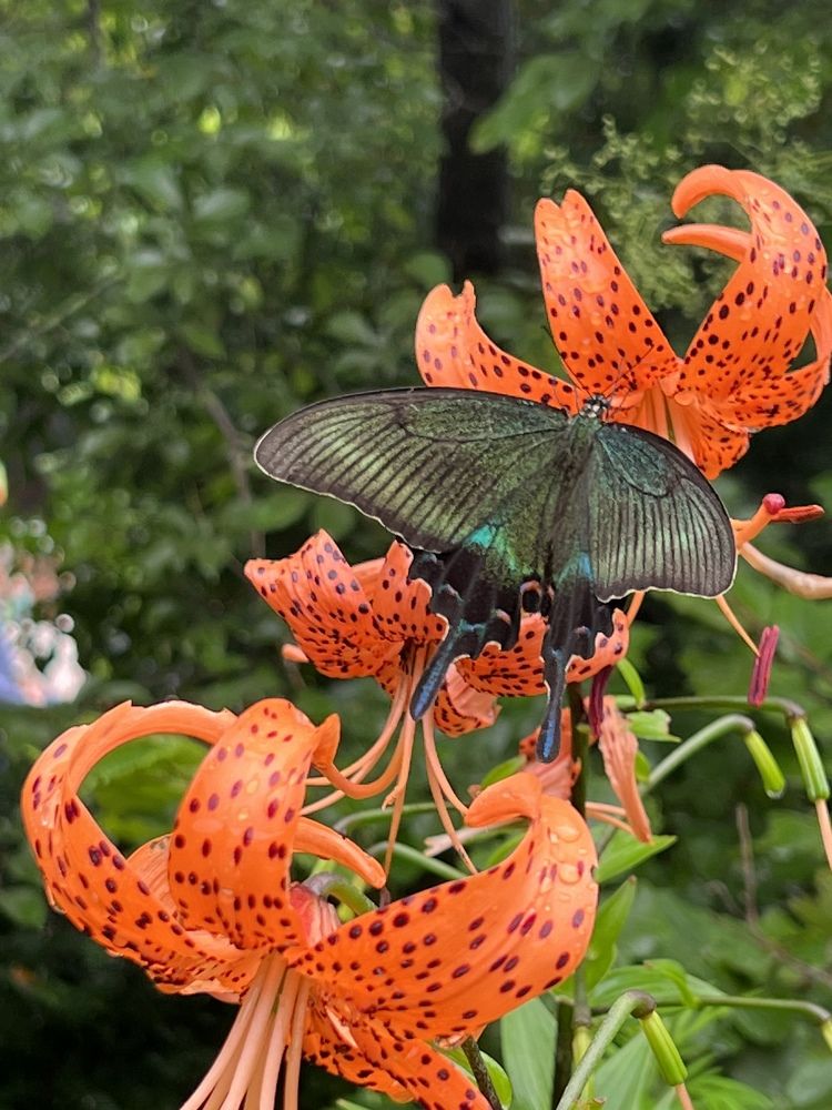 Супербабочка