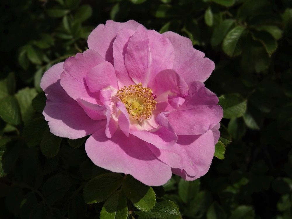 Photograph by Марина Раткун