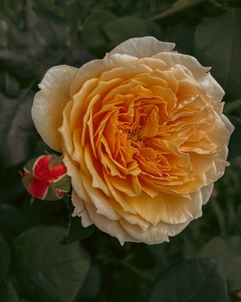 Photograph by Ольга Дорошенко