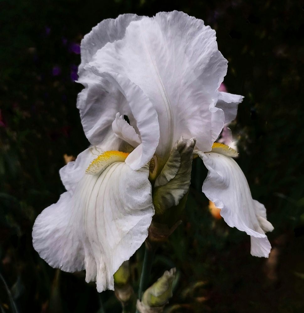 Photograph by Юлия Коробкова