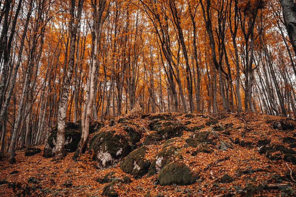 Photograph by Александр Дмитриев