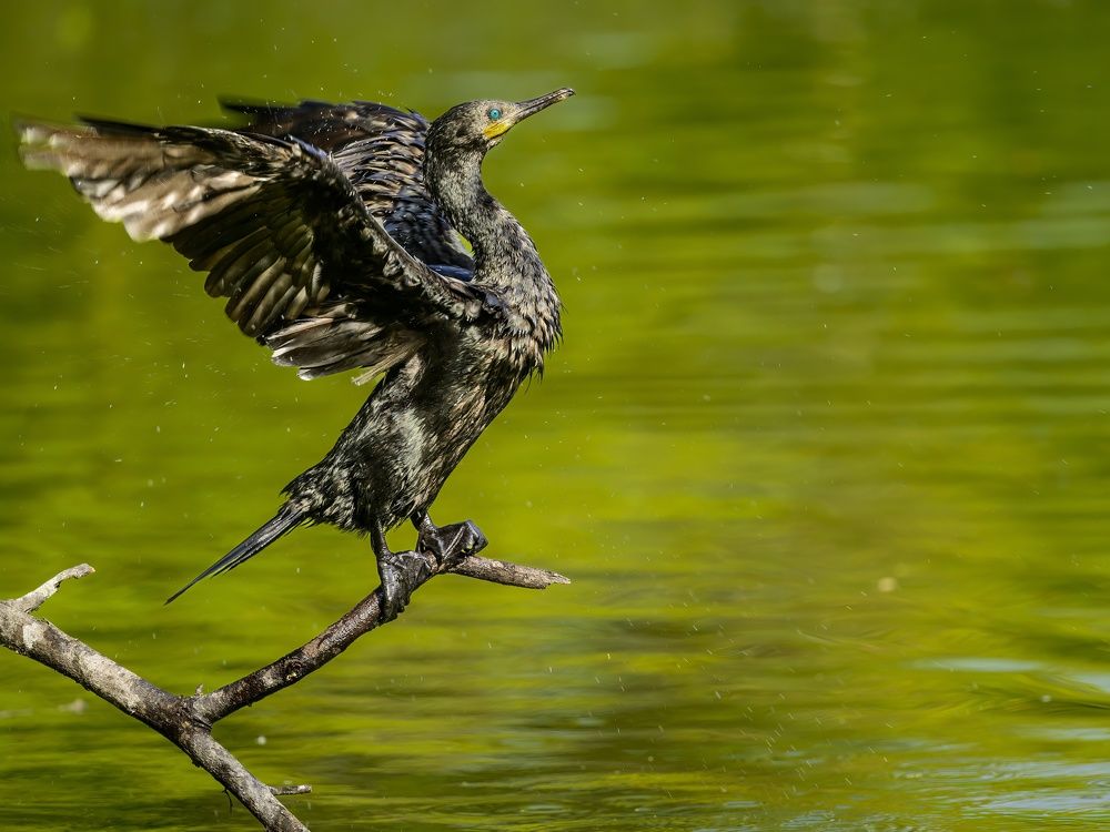 Photograph by Sergey Puponin