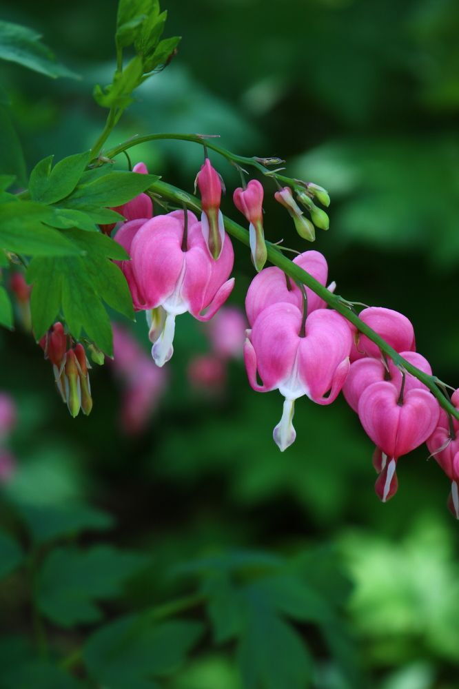 Photograph by Светлана Шуткова