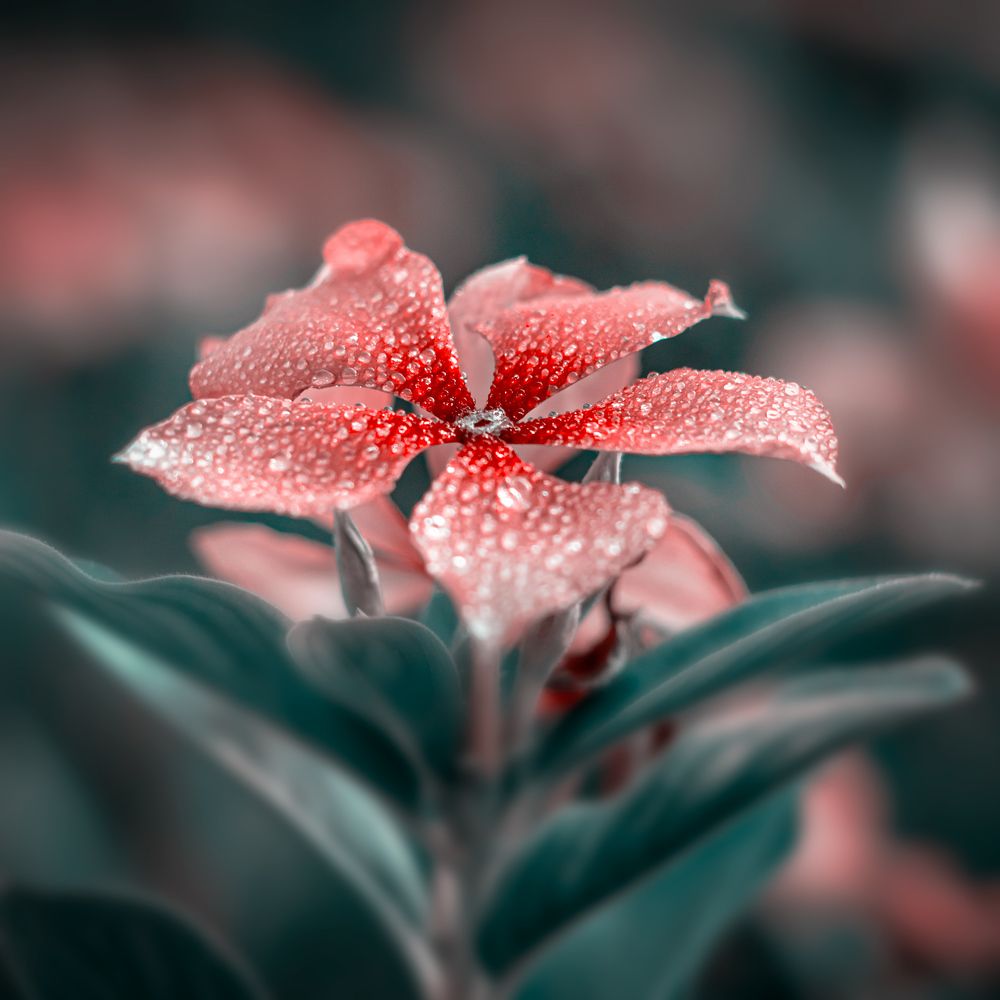 Photograph by Iman Hafez khan