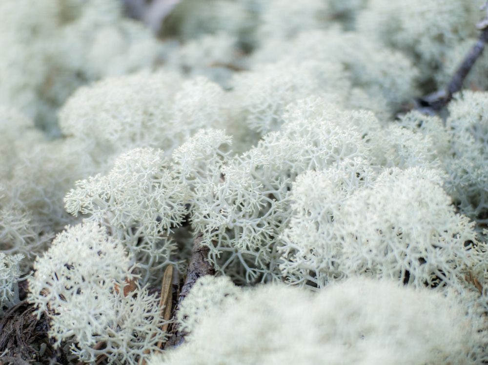 Photograph by Настя Хомастя