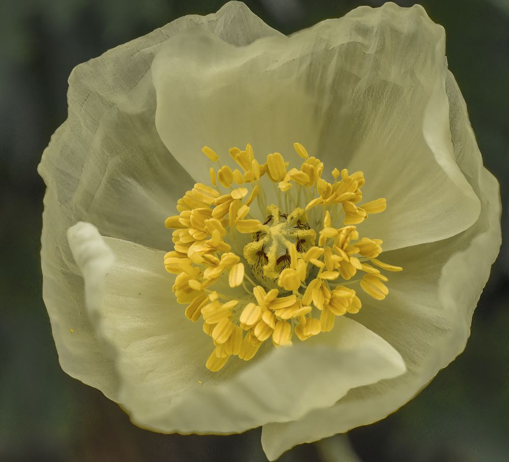 Фотография автора Петр Косачев