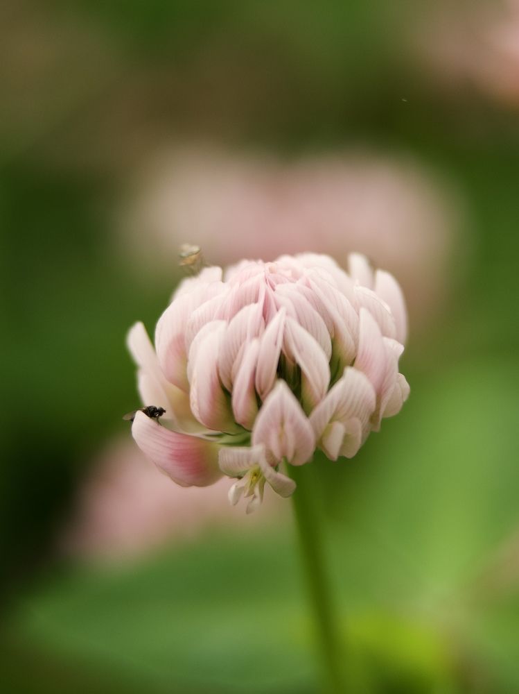 Photograph by Светлана Георкова