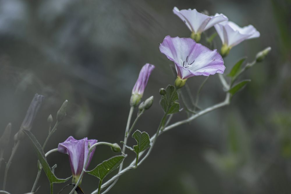 Photograph by Светлана Тарханова