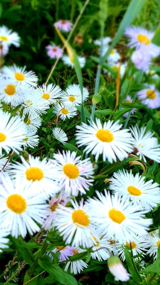 Фотография автора Angun Angusha