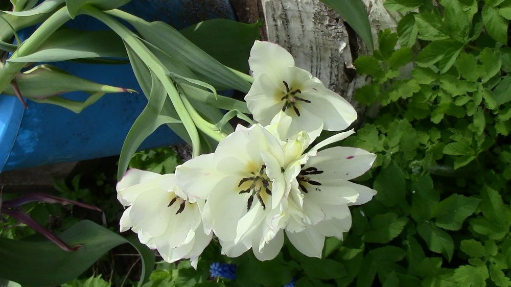 Photograph by Ирина Степановна Азаренкова