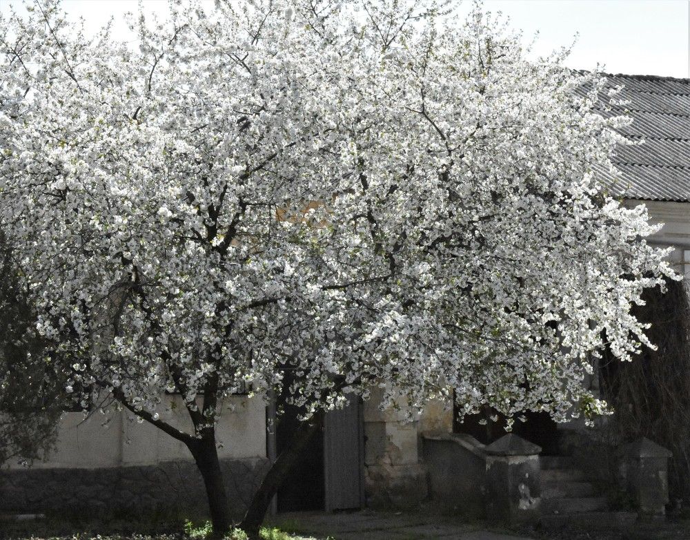 Цветущее вишневое дерево