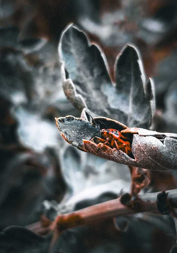 Photograph by Елена (Мори) Кузнецова