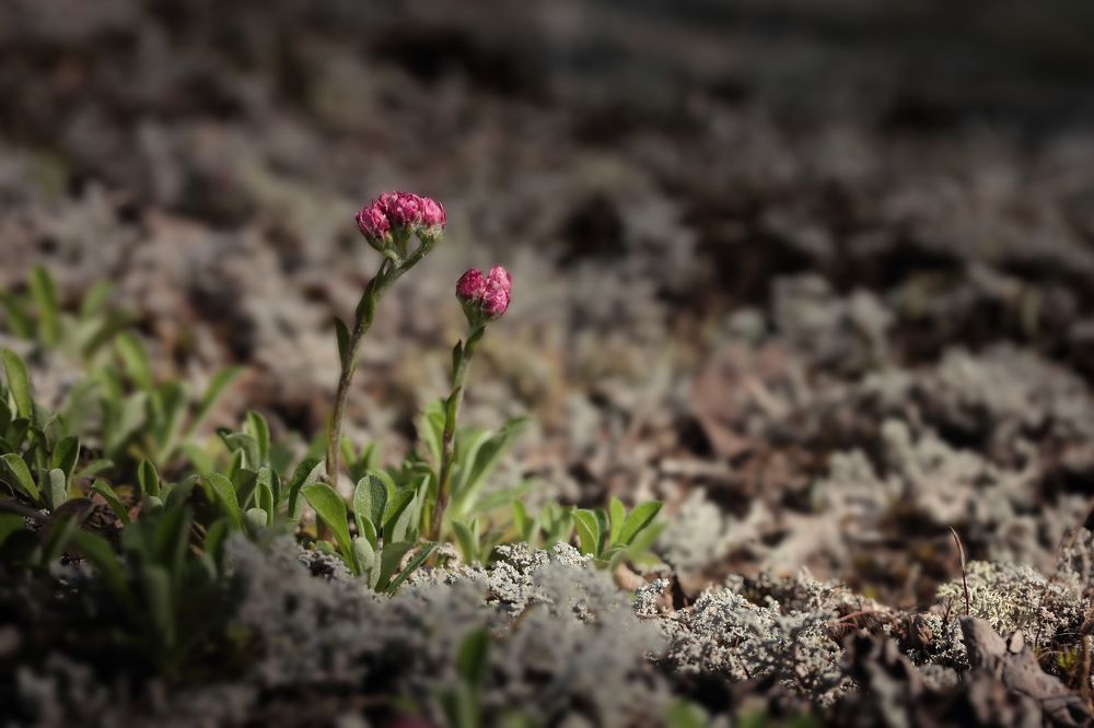 Photograph by Светлана Смирнова