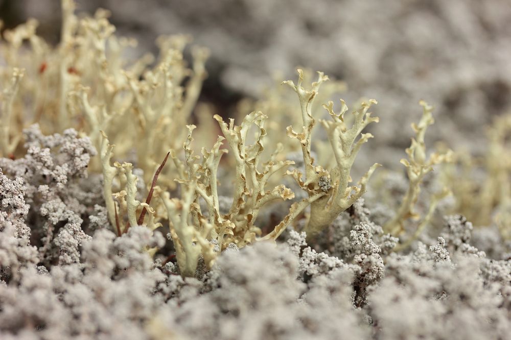 Photograph by Светлана Смирнова