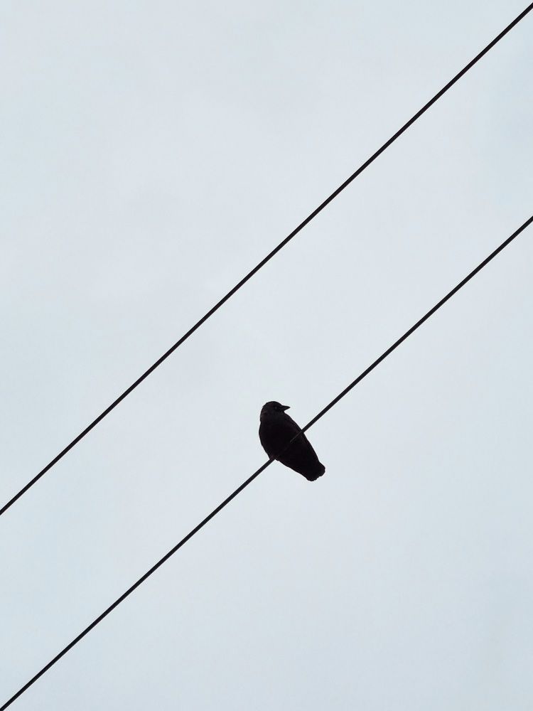 Фотография автора Елена Мурашова