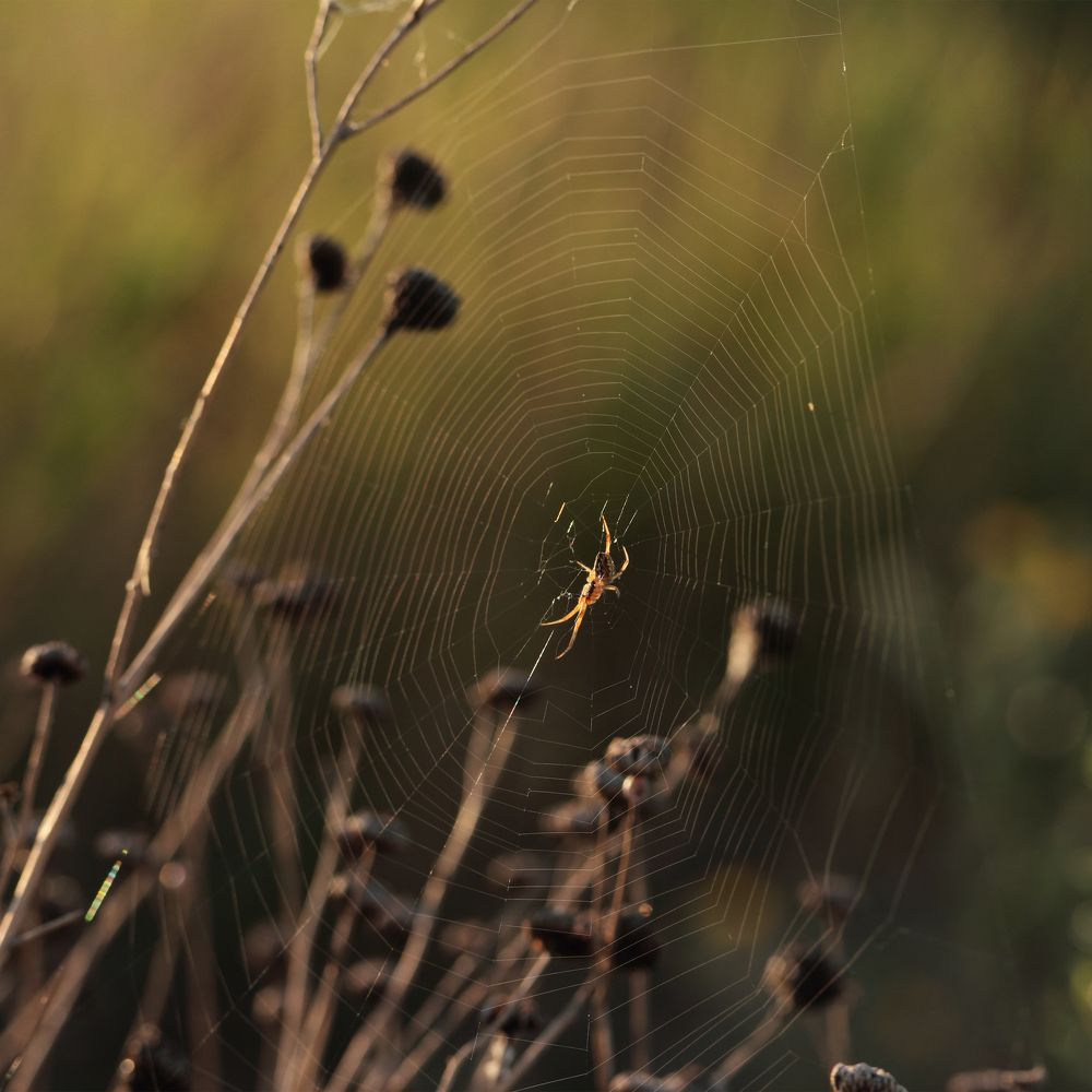 Photograph by Светлана Смирнова