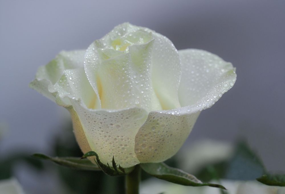 Photograph by Александр Попов