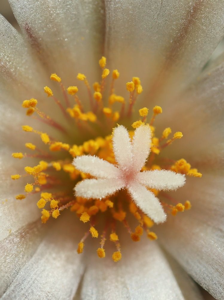 Photograph by Ирина Корабельникова