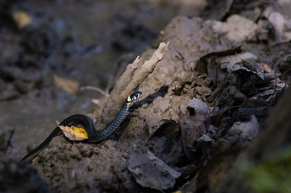 Photograph by Мария Кузьмина